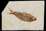 Detailed Fossil Fish (Knightia) - Wyoming #174671-1